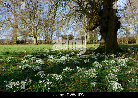 Parco giardino parco primavera fiore bianco fiori fioritura snowdrops snowdrop galanthus ammassarsi grumi di crescita nessuno vuoto Foto Stock