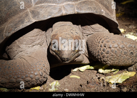 Gigantesca Tartaruga Aldabra sull isola di changuu vicino a Zanzibar, Tanzania Foto Stock