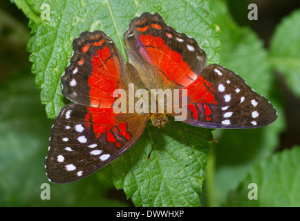 Red Anartia butterfly, Tobago Foto Stock