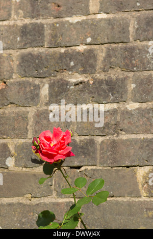 Single red rose set contro un grigio vecchio muro di mattoni, crescendo in un giardino murato in Inghilterra. Foto Stock