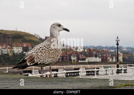 Aringa gabbiano (Larus argentatus) inverno primo bambino in piedi sul molo a Whitby, North Yorkshire. Dicembre. Foto Stock