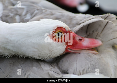 Anatra muta (Cairina moschata), Adulto preening a Ashby ville sul lago, Scunthorpe, Lincolnshire. Gennaio. Foto Stock