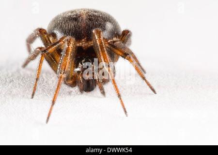 Comune vedova false, aka rabbit hutch spider (Steatoda bipunctata), femmina adulta fotografati contro uno sfondo bianco Foto Stock