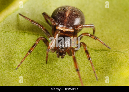 Comune vedova false, aka rabbit hutch spider (Steatoda bipunctata), femmina adulta seduto su una foglia verde in Thirsk Foto Stock