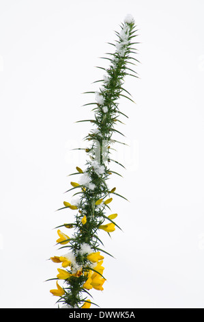 Gorse comune (Ulex Europaeus) flowerin nella neve a RSPB vecchio Moor, South Yorkshire. Gennaio. Foto Stock