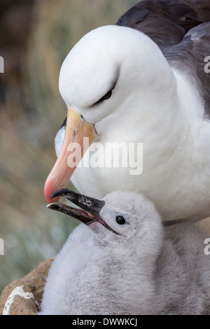 Nero browed Albatross con adulti giovani pulcino su nest Foto Stock