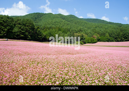 Campo di grano saraceno, Prefettura di Nagano, Giappone Foto Stock