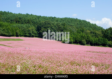 Campo di grano saraceno, Prefettura di Nagano, Giappone Foto Stock