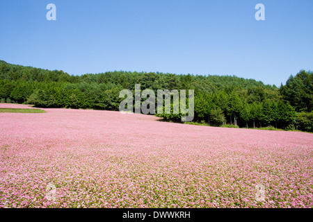 Campo di grano saraceno, Prefettura di Nagano, Giappone Foto Stock