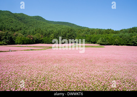 Campo di grano saraceno, Prefettura di Nagano, Giappone Foto Stock