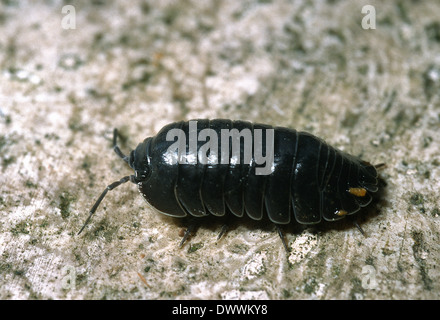 Pillola woodlouse, Armadillidium vulgare, Armadilliidae, terrestrial Isopoda, Italia, Europa, Crostacei Foto Stock