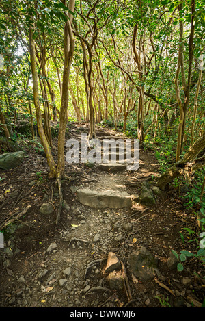 La passeggiata sul sentiero Pipiwai in Maui. Foto Stock