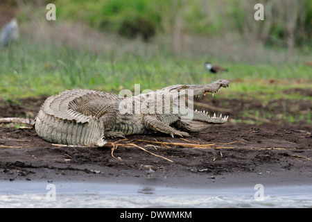 Coccodrillo del Nilo Crocodylus niloticus, Crocodylidae, Chawo Lago, Nechisar National Park, Arna Minch, Etiopia, Africa Foto Stock