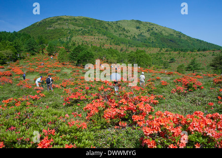 Azalea fiori sulla collina, Prefettura di Nagano, Giappone Foto Stock