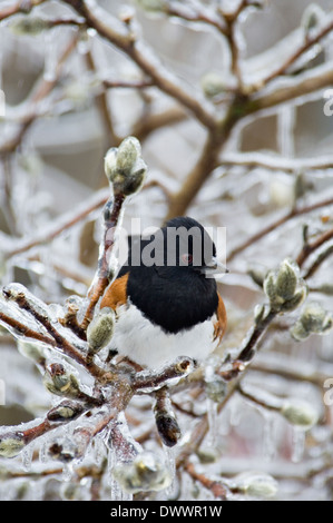 Towhee orientale appollaiato su ghiaccio incrostati di Star ramo Magnolia Foto Stock