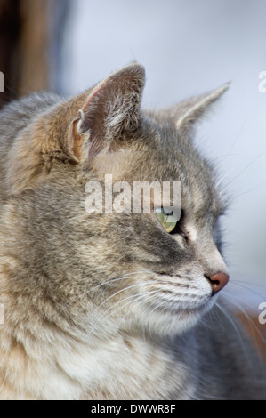 Upland Bird Hunter riprese al di sopra e al di sotto di un fucile a Graystone castello vicino Mingus Texas Foto Stock