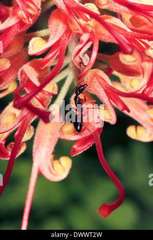 Close-up di zucchero nastrati Ant salendo lo stigma di un fiore di Grevillea- Camponotus consobrinus - Famiglia Formicidae Foto Stock