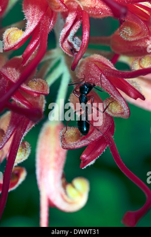 Close-up di zucchero nastrati Ant salendo lo stigma di un fiore di Grevillea- Camponotus consobrinus - Famiglia Formicidae Foto Stock