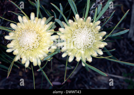 Chiusura del Thistle Protea / Sugarbush fiore Protea scolymocephala- Famiglia Proteaceae Foto Stock