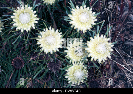 Chiusura del gruppo di Thistle Proteas / Sugarbush fiori- Protea scolymocephala- Famiglia Proteaceae Foto Stock