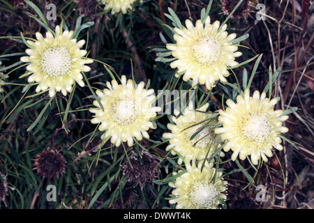 Chiusura del gruppo di Thistle Proteas / Sugarbush fiori- Protea scolymocephala- Famiglia Proteaceae Foto Stock