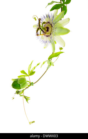 Ramo verde fiore di passiflora con bud e Viticcio è isolato su sfondo bianco Foto Stock