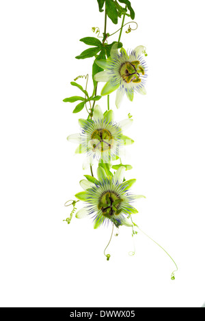 Fioritura di ramo freschi di fiori di passiflora con bud e Viticcio è isolato su sfondo bianco Foto Stock