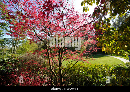 Acer albero o acero giapponese (Acer Palmatum), Dartington Hall, Giardini, Totnes Devon. Progettato da Dorothy Elmhirst. Foto Stock