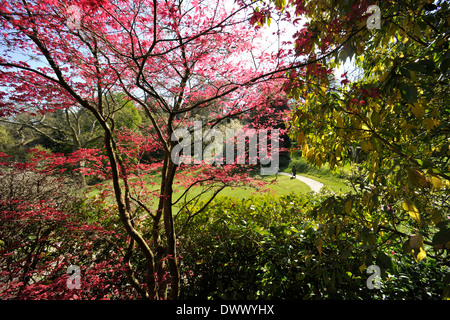 Acer albero o acero giapponese (Acer Palmatum), Dartington Hall, Giardini, Totnes Devon. Progettato da Dorothy Elmhirst. Foto Stock