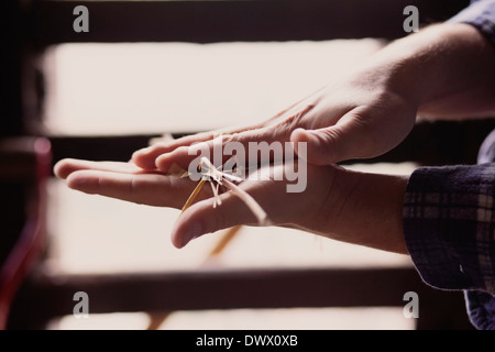 Immagine ritagliata di agricoltore paglia di sfregamento con le mani nel fienile Foto Stock