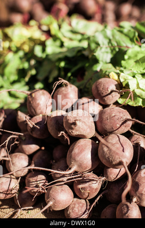 Le barbabietole fresche al mercato in stallo Foto Stock