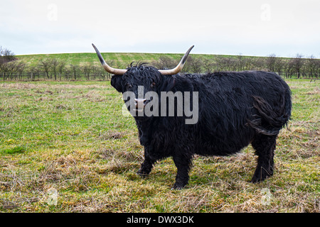 Highland scozzesi bovini Foto Stock