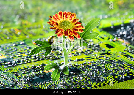 Fiore rossastro crescente sulla scheda a circuito stampato Foto Stock