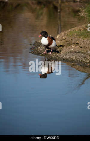 Tadorna tadornoides shelduck permanente sulla banca con la riflessione in acqua Foto Stock