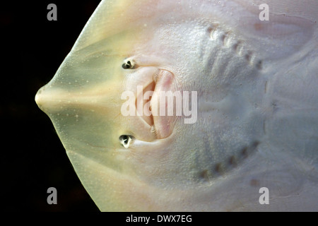 Thornback ray / thornback skate (Raja clavata) fino in prossimità del lato inferiore che mostra la bocca Foto Stock