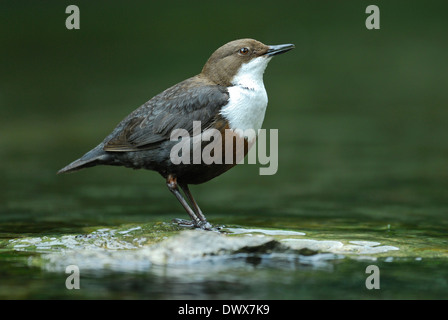 Il bilanciere in piedi su una pietra nel mezzo di un flusso di mulino, cantando. Il Dorset Foto Stock