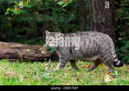 Gatto selvatico europeo (Felis silvestris silvestris) passeggiate in foresta Foto Stock