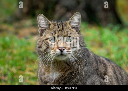 Gatto selvatico europeo (Felis silvestris silvestris) close up ritratto nella foresta Foto Stock