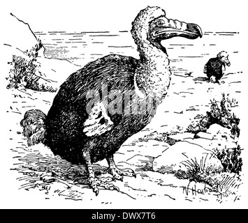Dodo Foto Stock