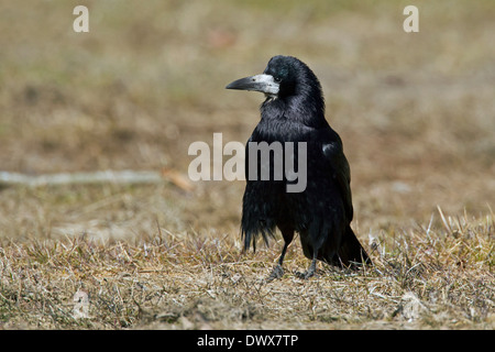 Rook (Corvus frugilegus) foraggio sul terreno nel campo Foto Stock