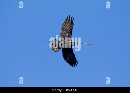 Rook (Corvus frugilegus) in volo con grandi ramoscello nel becco come Nesting Nidificazione materialas materiale per la nidificazione Foto Stock