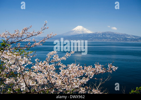 Fiori di Ciliegio e Mt. Fuji Foto Stock
