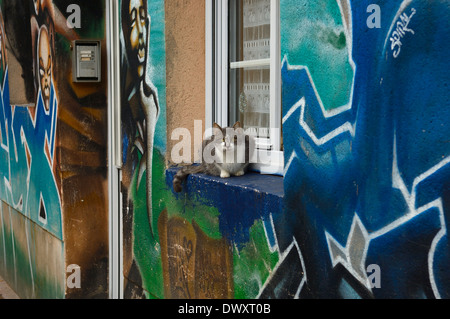 Un tabby cat seduto su un davanzale casa coperto di graffiti. Cherbourg. La Normandia, Francia Foto Stock