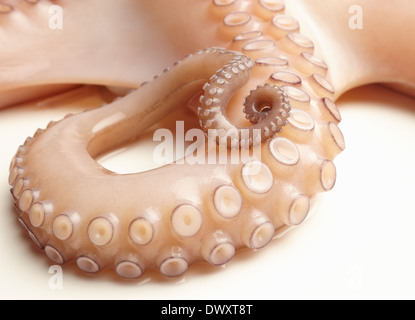 Close-up di un tentacolo di polipo su uno sfondo bianco. Foto Stock