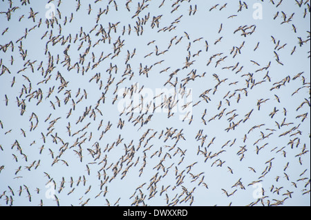 Grande gregge di migrazione di cicogne bianche Ciconia ciconia volare nel cielo Foto Stock