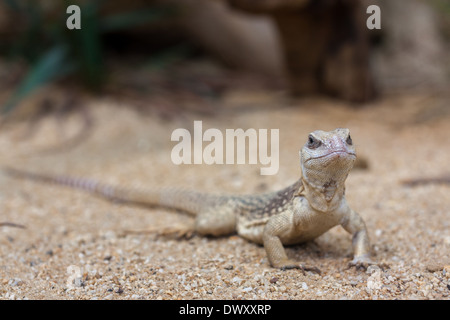 Iguana di deserto di sabbia sul terreno Foto Stock