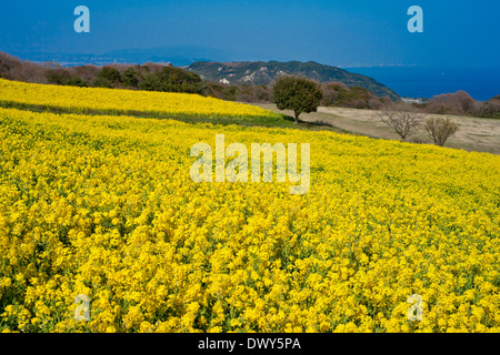 Mostarda di campo a Hyogo, Giappone Foto Stock