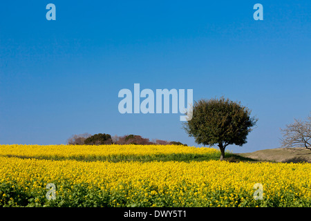 Mostarda di campo a Hyogo, Giappone Foto Stock