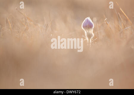 In un prato sono "Pasque fiore in primavera. L'erba oscura parzialmente il crescente early bloomers. - 2012 Foto Stock