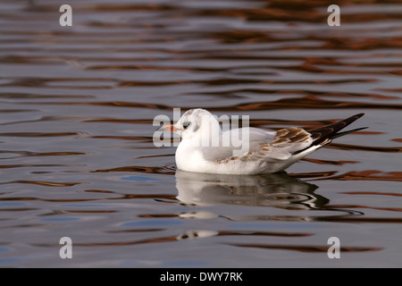 Testa nera gabbiano, Larus ridibundus su un lago Foto Stock